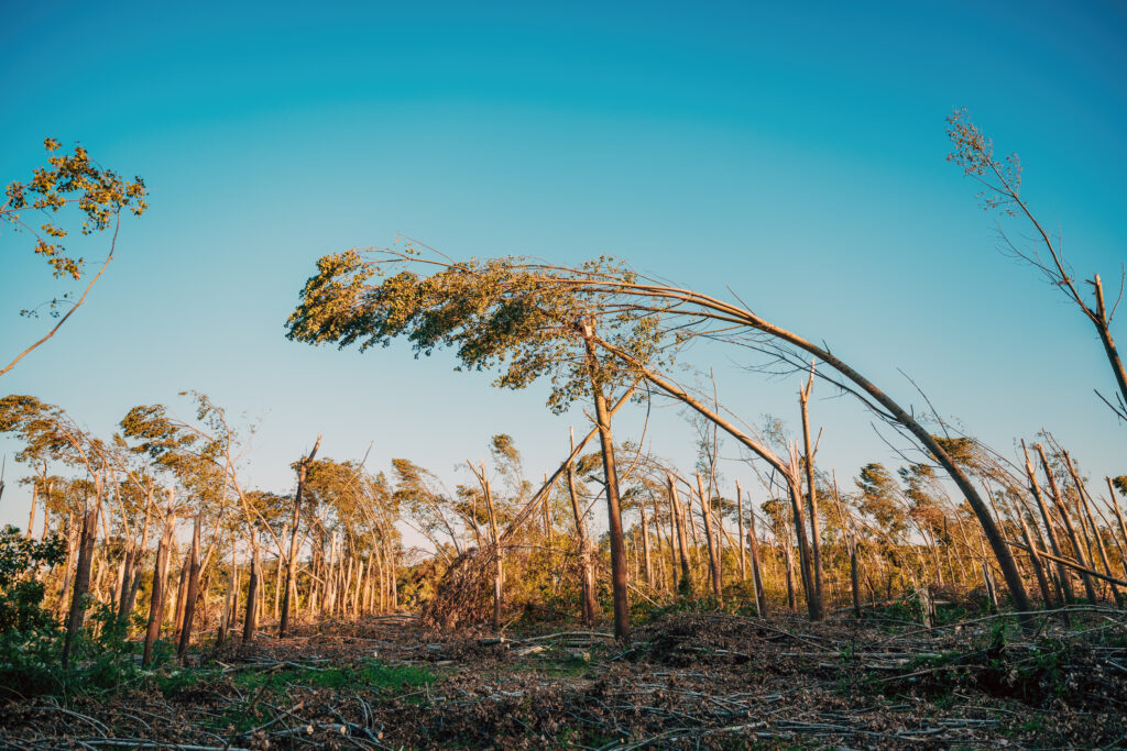 Wind Damage